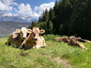 Sommer in Tirol (3)